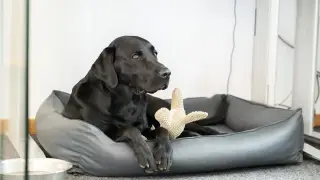 Flinte aus dem Feel-Good-Team von Grübbel
