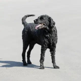 Wolly, Hund im Feel-Good-Team von Grübbel