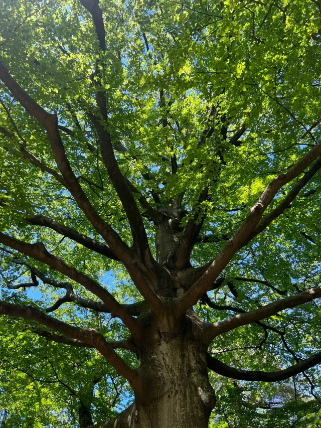 Grüner Baum von unten