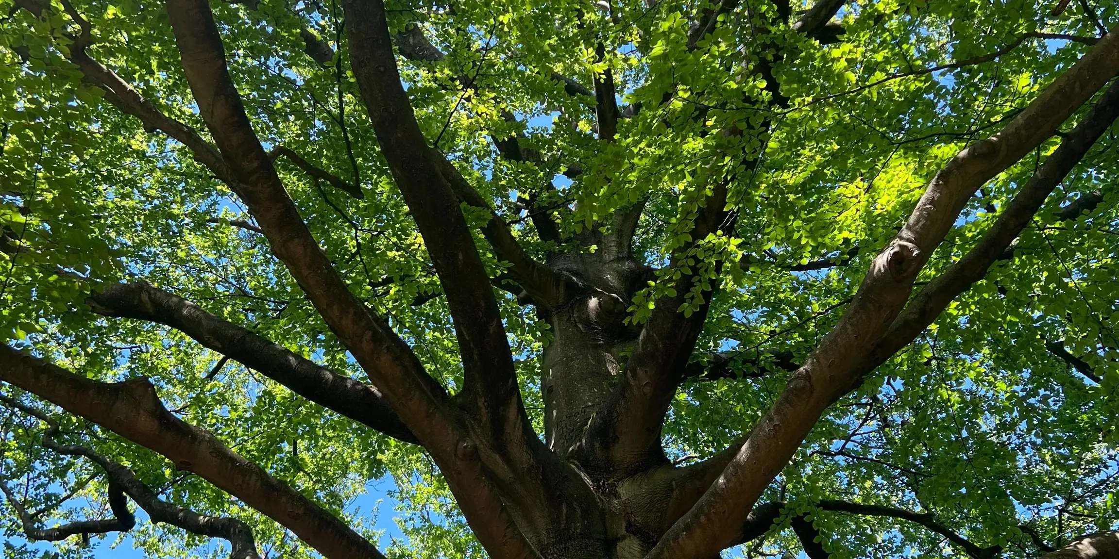 Grüner Baum von unten, Holzbau und Nachhaltigkeit